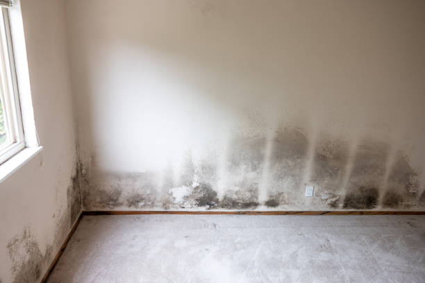 Forensic Mold Investigation in Hawaiian Paradise Park, HI